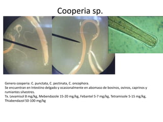 Cooperia sp.

Genero cooperia: C. punctata, C. pectinata, C. oncophora.
Se encuentran en Intestino delgado y ocasionalmente en abomaso de bovinos, ovinos, caprinos y
rumiantes silvestres.
Tx. Levamisol 8 mg/kg, Mebendazole 15-20 mg/kg, Febantel 5-7 mg/kg, Tetramisole 5-15 mg/kg,
Thiabendazol 50-100 mg/kg

 