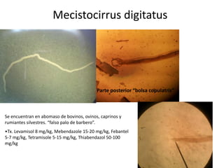 Mecistocirrus digitatus

Parte posterior “bolsa copulatriz”

Se encuentran en abomaso de bovinos, ovinos, caprinos y
rumiantes silvestres. “falso palo de barbero”.
•Tx. Levamisol 8 mg/kg, Mebendazole 15-20 mg/kg, Febantel
5-7 mg/kg, Tetramisole 5-15 mg/kg, Thiabendazol 50-100
mg/kg

 