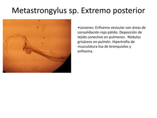 Metastrongylus sp. Extremo posterior
•Lesiones: Enfisema vesicular con áreas de
consolidación rojo pálido. Deposición de
tejido conectivo en pulmones. Nódulos
grisáceos en pulmón. Hipertrofia de
musculatura lisa de bronquiolos y
enfisema.

 