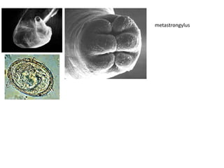 metastrongylus

 