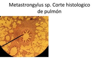 Metastrongylus sp. Corte histologico
de pulmón

 