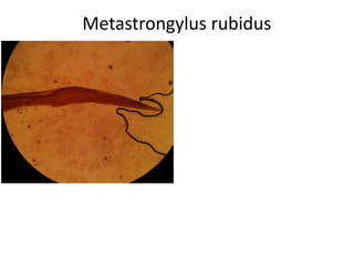 Metastrongylus rubidus

 