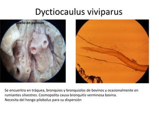 Dyctiocaulus viviparus
Daño en pulmón

Se encuentra en tráquea, bronquios y bronquiolos de bovinos y ocasionalmente en
rumiantes silvestres. Cosmopolita causa bronquitis verminosa bovina.
Necesita del hongo pilobolus para su dispersión

 