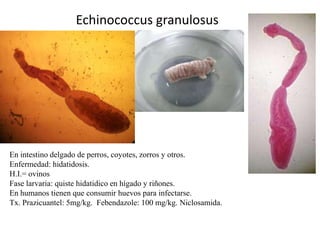 Echinococcus granulosus

En intestino delgado de perros, coyotes, zorros y otros.
Enfermedad: hidatidosis.
H.I.= ovinos
Fase larvaria: quiste hidatidico en hígado y riñones.
En humanos tienen que consumir huevos para infectarse.
Tx. Prazicuantel: 5mg/kg. Febendazole: 100 mg/kg. Niclosamida.

 
