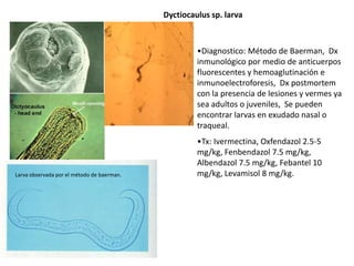 Dyctiocaulus sp. larva

•Diagnostico: Método de Baerman, Dx
inmunológico por medio de anticuerpos
fluorescentes y hemoaglutinación e
inmunoelectroforesis, Dx postmortem
con la presencia de lesiones y vermes ya
sea adultos o juveniles, Se pueden
encontrar larvas en exudado nasal o
traqueal.

Larva observada por el método de baerman.

•Tx: Ivermectina, Oxfendazol 2.5-5
mg/kg, Fenbendazol 7.5 mg/kg,
Albendazol 7.5 mg/kg, Febantel 10
mg/kg, Levamisol 8 mg/kg.

 