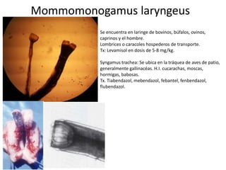 Mommomonogamus laryngeus
Se encuentra en laringe de bovinos, búfalos, ovinos,
caprinos y el hombre.
Lombrices o caracoles hospederos de transporte.
Tx: Levamisol en dosis de 5-8 mg/kg.
Syngamus trachea: Se ubica en la tráquea de aves de patio,
generalmente gallinacéas. H.I. cucarachas, moscas,
hormigas, babosas.
Tx. Tiabendazol, mebendazol, febantel, fenbendazol,
flubendazol.

 