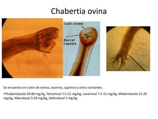Chabertia ovina

Se encuentra en colon de ovinos, bovinos, caprinos y otros rumiantes.
•Thiabendazole 50-80 mg/kg, Tetramisol 7.5-15 mg/kg, Levamisol 7.5-15 mg/kg, Mebendazole 15-20
mg/kg, Albendazol 3-20 mg/kg, Oxfendazol 5 mg/kg

 