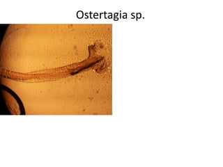 Ostertagia sp.

 