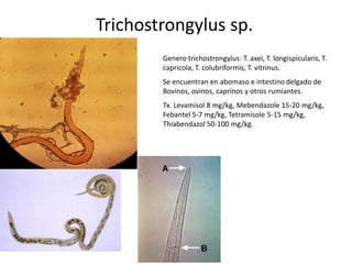 Trichostrongylus sp.
Genero trichostrongylus: T. axei, T. longispicularis, T.
capricola, T. colubriformis, T. vitrinus.
Se encuentran en abomaso e intestino delgado de
Bovinos, ovinos, caprinos y otros rumiantes.

Tx. Levamisol 8 mg/kg, Mebendazole 15-20 mg/kg,
Febantel 5-7 mg/kg, Tetramisole 5-15 mg/kg,
Thiabendazol 50-100 mg/kg.

 