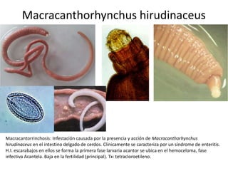 Macracanthorhynchus hirudinaceus

Macracantorrinchosis: Infestación causada por la presencia y acción de Macracanthorhynchus
hirudinaceus en el intestino delgado de cerdos. Clínicamente se caracteriza por un síndrome de enteritis.
H.I. escarabajos en ellos se forma la primera fase larvaria acantor se ubica en el hemoceloma, fase
infectiva Acantela. Baja en la fertilidad (principal). Tx: tetracloroetileno.

 