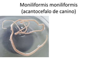 Moniliformis moniliformis
(acantocefalo de canino)

 