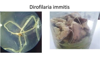 Dirofilaria immitis

 