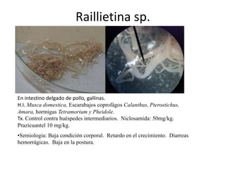 Raillietina sp.

En intestino delgado de pollo, gallinas.
H.I. Musca domestica, Escarabajos coprofágos Calanthus, Pterostichus,
Amara, hormigas Tetramorium y Pheidole.
Tx. Control contra huéspedes intermediarios. Niclosamida: 50mg/kg.
Prazicuantel 10 mg/kg.
•Semiologia: Baja condición corporal. Retardo en el crecimiento. Diarreas
hemorrágicas. Baja en la postura.

 
