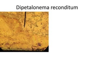 Dipetalonema reconditum

 