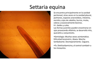 Settaria equina
Se encuentra principalmente en la cavidad
peritoneal, otras veces en la cavidad pleural,
pulmones, espacios aracnoideos, intestino,
escroto y ojos de caballos, burros, mulas,
cebras y ocasionalmente bovinos.
H.I. Aedes y culex.
Las formas juveniles pueden encontrarse en
ojos provocando oftalmía, se desarrolla iritis,
queratitis y conjuntivitis.
•Semiologia: Muchas veces asintomático.
Dificultad locomotriz. Ataxia. Marcha
tambaleante. Desmejoramiento. Ceguera.
•Tx. Dietilcarbamicina, el control combatir a
los mosquitos.

 