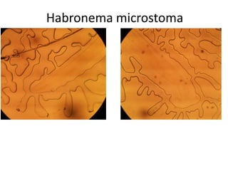 Habronema microstoma

 