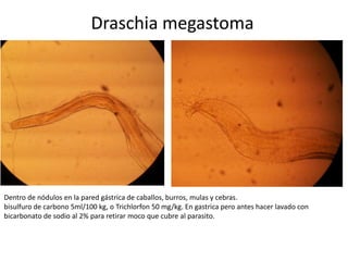 Draschia megastoma

Dentro de nódulos en la pared gástrica de caballos, burros, mulas y cebras.
bisulfuro de carbono 5ml/100 kg, o Trichlorfon 50 mg/kg. En gastrica pero antes hacer lavado con
bicarbonato de sodio al 2% para retirar moco que cubre al parasito.

 