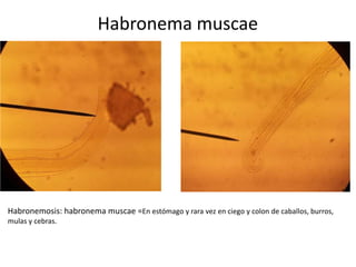 Habronema muscae

Habronemosis: habronema muscae =En estómago y rara vez en ciego y colon de caballos, burros,
mulas y cebras.

 