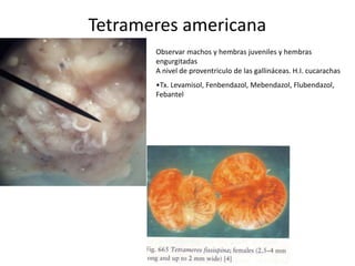 Tetrameres americana
Observar machos y hembras juveniles y hembras
engurgitadas
A nivel de proventriculo de las gallináceas. H.I. cucarachas
•Tx. Levamisol, Fenbendazol, Mebendazol, Flubendazol,
Febantel

 