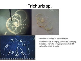 Trichuris sp.

Trichuris suis: En ciego y colon de cerdos.
•Tx: Fenbendazol 7. 5mg/kg, Oxfendazol 2.5 mg/kg,
Tartrado de morantel 10 mg/kg, Parbendazol 20
mg/kg, Albendazol 5 mg/kg.

 