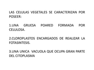 LAS CELULAS VEGETALES SE CARACTERIZAN POR
POSEER:

1.UNA GRUESA     POARED   FORMADA    POR
CELULOSA.

2.CLOROPLASTOS ENCARGADOS DE REALIZAR LA
FOTASINTESIS.

3.UNA UNICA VACUOLA QUE OCUPA GRAN PARTE
DEL CITOPLASMA
 