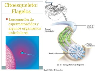 Estructuras de la imagen anterior


       (1) Membrana nuclear
       (2) Ribosomas
       (3) Poros Nucleares
       (4)...