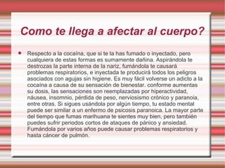 Como te llega a afectar al cuerpo? Respecto a la cocaína, que si te la has fumado o inyectado, pero cualquiera de estas formas es sumamente dañina. Aspirándola te destrozas la parte interna de la nariz, fumándola te causará problemas respiratorios, e inyectada te producirá todos los peligros asociados con agujas sin higiene. Es muy fácil volverse un adicto a la cocaína a causa de su sensación de bienestar. conforme aumentas su dosis, las sensaciones son reemplazadas por hiperactividad, náusea, insomnio, pérdida de peso, nerviosismo crónico y paranoia, entre otras. Si sigues usándola por algún tiempo, tu estado mental puede ser similar a un enfermo de psicosis paranoica. La mayor parte del tiempo que fumas marihuana te sientes muy bien, pero también puedes sufrir periodos cortos de ataques de pánico y ansiedad. Fumándola por varios años puede causar problemas respiratorios y hasta cáncer de pulmón. 