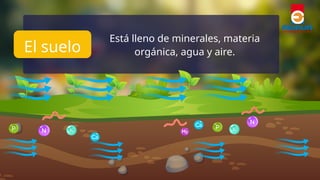 La importancia del suelo para la vida y el medio ambiente | PPTX