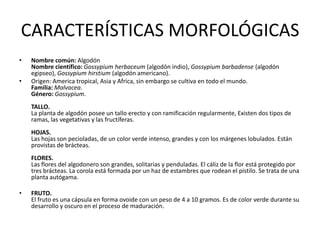 CARACTERÍSTICAS MORFOLÓGICASNombre común: AlgodónNombre científico:Gossypium herbaceum (algodón indio), Gossypium barbadense (algodón egipseo), Gossypium hirstium (algodón americano).