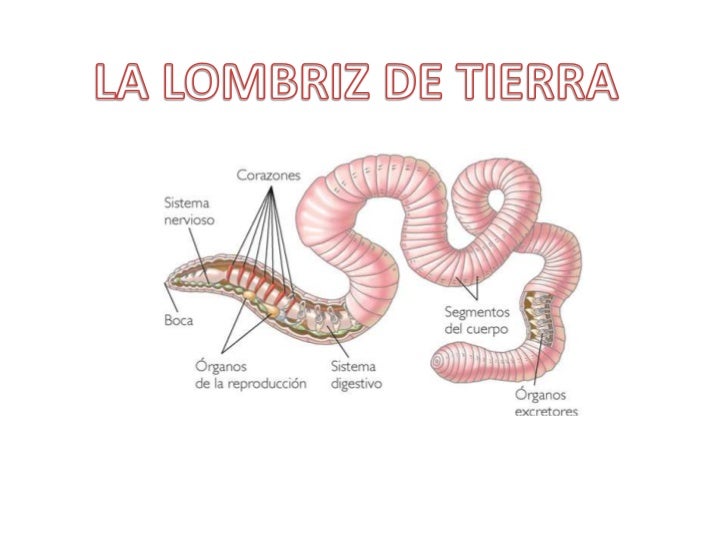 La investigación de la sangre a los parásitos por el método ifa