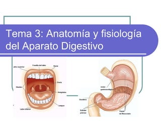 Tema 3: Anatomía y fisiología del Aparato Digestivo 