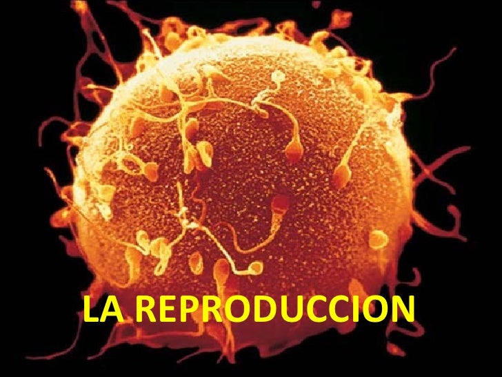 Resultado de imagen para LA REPRODUCCION