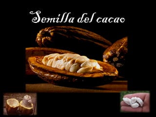Semilla del cacao
 