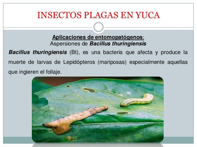 Manejo Integrado del cultivo de la yuca en el Caribe Colombiano