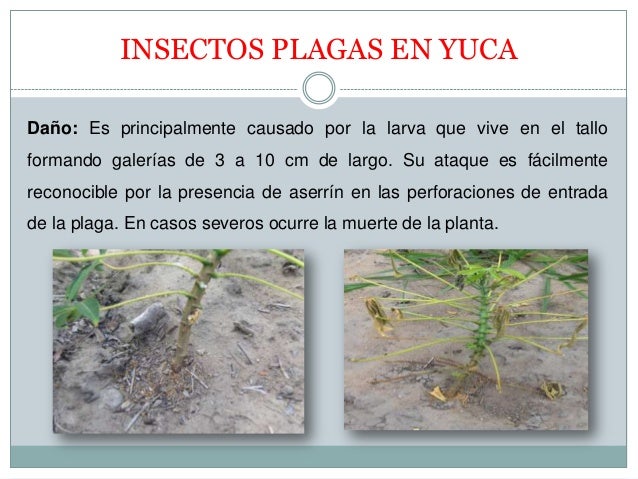 Manejo Integrado del cultivo de la yuca en el Caribe Colombiano