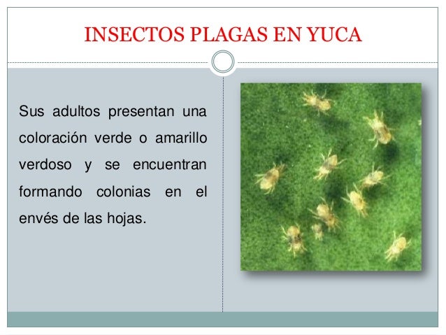 ENFERMEDADES DE LA YUCA
Las enfermedades de la yuca pueden ocasionar pÃ©rdidas en el
establecimiento del cultivo desde pudr...