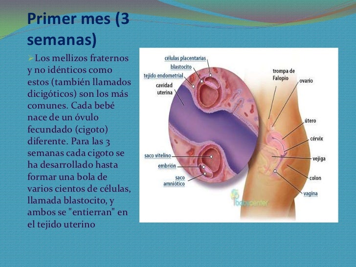 presentacion del desarrollo fetal