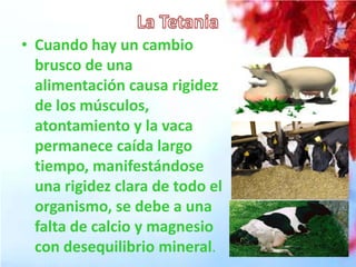 • Cuando hay un cambio
brusco de una
alimentación causa rigidez
de los músculos,
atontamiento y la vaca
permanece caída largo
tiempo, manifestándose
una rigidez clara de todo el
organismo, se debe a una
falta de calcio y magnesio
con desequilibrio mineral.

 