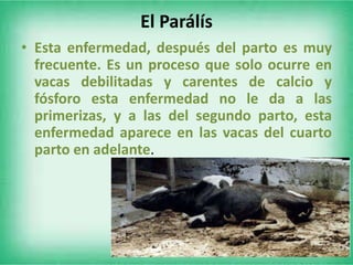 El Parálís
• Esta enfermedad, después del parto es muy
frecuente. Es un proceso que solo ocurre en
vacas debilitadas y carentes de calcio y
fósforo esta enfermedad no le da a las
primerizas, y a las del segundo parto, esta
enfermedad aparece en las vacas del cuarto
parto en adelante.

 
