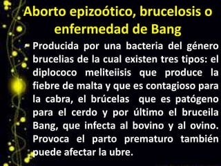Aborto epizoótico, brucelosis o
enfermedad de Bang
• Producida por una bacteria del género
brucelias de la cual existen tres tipos: el
diplococo meliteiisis que produce la
fiebre de malta y que es contagioso para
la cabra, el brúcelas que es patógeno
para el cerdo y por último el bruceila
Bang, que infecta al bovino y al ovino.
Provoca el parto prematuro también
puede afectar la ubre.

 