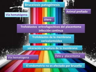 Brucelosis patogénesis
Animal preñado

Vía hematógena
útero

Trofoblastos eritrofagociticos del placentoma
infección continua

Trofoblastos de la membrana
corioalantoidea
(ulceración y ruptura

Vía hematógena

de la membrana)
Feto y placentoma

El endometrio no es afectado por brucella

 
