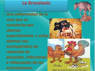 • Una enfermedad de la
vaca que se
caracteriza por
abortos
especialmente, y estos
abortos van
acompañados de
retención de
placentas, infecciones
e inflamación de las
articulaciones.

 
