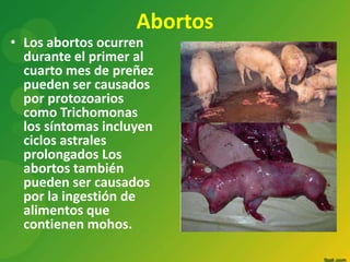 Abortos

• Los abortos ocurren
durante el primer al
cuarto mes de preñez
pueden ser causados
por protozoarios
como Trichomonas
los síntomas incluyen
ciclos astrales
prolongados Los
abortos también
pueden ser causados
por la ingestión de
alimentos que
contienen mohos.

 
