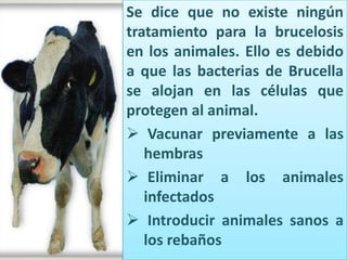 Se dice que no existe ningún
tratamiento para la brucelosis
en los animales. Ello es debido
a que las bacterias de Brucella
se alojan en las células que
protegen al animal.
 Vacunar previamente a las
hembras
 Eliminar a los animales
infectados
 Introducir animales sanos a
los rebaños

 