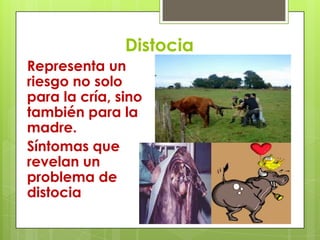 Distocia
Representa un
riesgo no solo
para la cría, sino
también para la
madre.
Síntomas que
revelan un
problema de
distocia

 