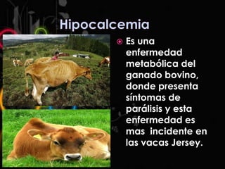 

Es una
enfermedad
metabólica del
ganado bovino,
donde presenta
síntomas de
parálisis y esta
enfermedad es
mas incidente en
las vacas Jersey.

 