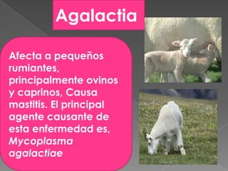 Agalactia
Afecta a pequeños
rumiantes,
principalmente ovinos
y caprinos, Causa
mastitis. El principal
agente causante de
esta enfermedad es,
Mycoplasma
agalactiae

 