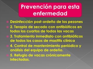 Prevención para esta
enfermedad






Desinfección post-ordeño de los pezones
2. Terapia de secado con antibióticos en
todos los cuartos de todas las vacas
3. Tratamiento inmediato con antibióticos
de todos los casos de mastitis clínica
4. Control de mantenimiento periódico y
análisis del equipo de ordeño.
5. Refugio de vacas crónicamente
infectadas.

 