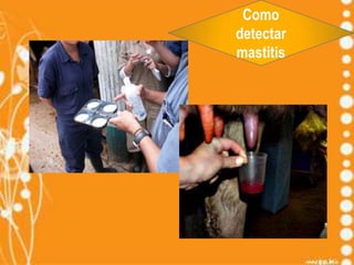 Como
detectar
mastitis

 