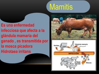 Mamitis
Es una enfermedad
infecciosa que afecta a la
glándula mamaria del
ganado , es transmitida por
la mosca picadora
Hidrotaea irritans

 